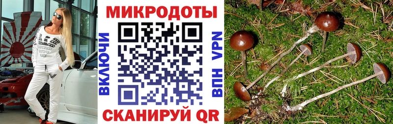 Галлюциногенные грибы Psilocybe  Осташков 